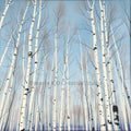 Upward View of Birch Trees Against a Brilliant Blue Sky