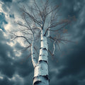 Birch Tree Against Stormy Sky – Digital Art Print
