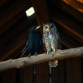 Unusual room mates Raven & Owl in the Barn — Digital Art Print