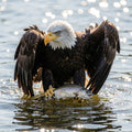 Bald Eagle Fishing — Wildlife Digital Art Print